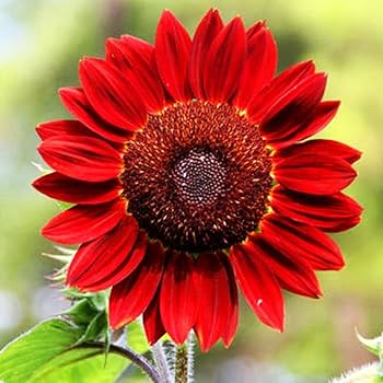Flower Rare Seeds Mix Pack Varieties Pink Purple Sun for